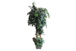 Tree, Ficus 7' (Style 2)
