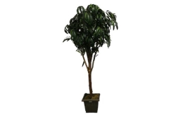 Tree, Ficus Weeping 7'
