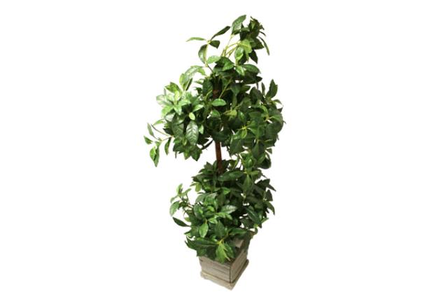 Tree, Topiary Olive 3.5'