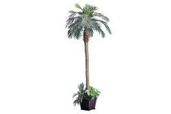 Tree, Palm 8' (Phoenix)