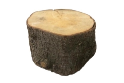 Stump, Large