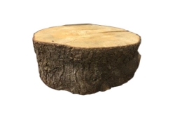 Stump, Short Legged