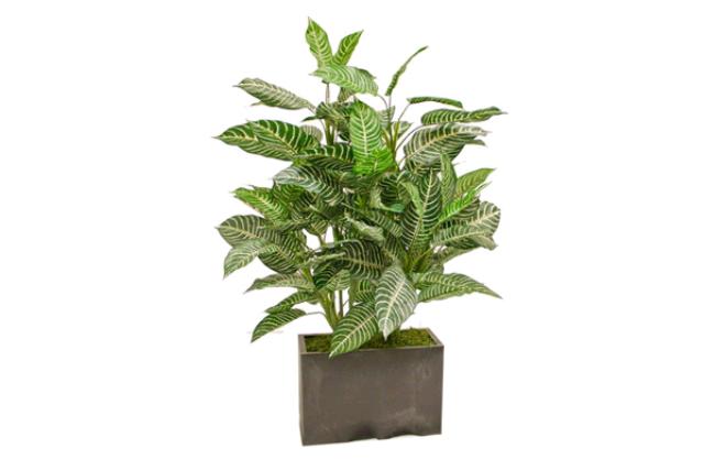 Tree Zebra Leaf 3'