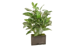 Tree Zebra Leaf 3'